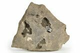 Herkimer Diamonds in Matrix - The Ace of Diamonds Mine, New York #324464-2